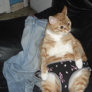 A roupa sexy para a noite de núpcias